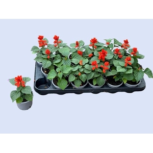 SALVIA SPLENDENS