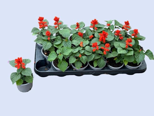 <h4>SALVIA SPLENDENS</h4>