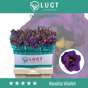 LIS G ROSITA VIOLET EUST ROSITA VIO