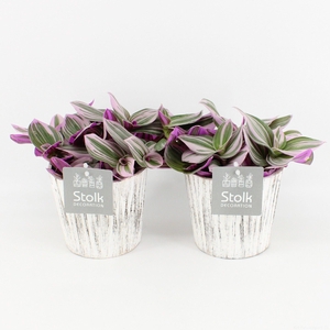 Tradescantia Nanouk In Wood wit