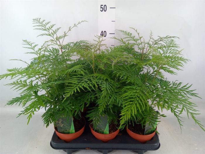<h4>Asparagus dens. 'Mazeppa'</h4>