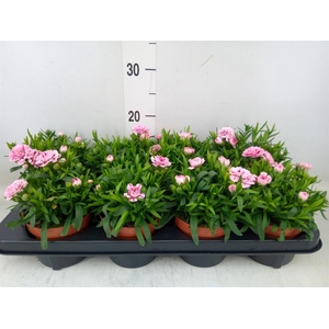 Dianthus  'Oscar Purple Star'