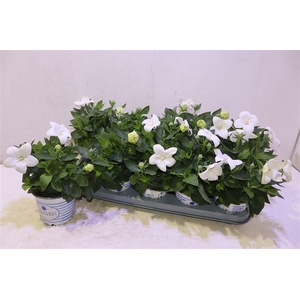 arr8 Platyco Gr Pst White