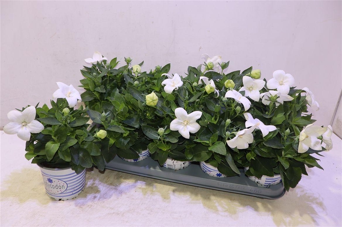 <h4>arr8 Platyco Gr Pst White</h4>