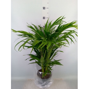 Dypsis lutescens   ...Chrysalidoca