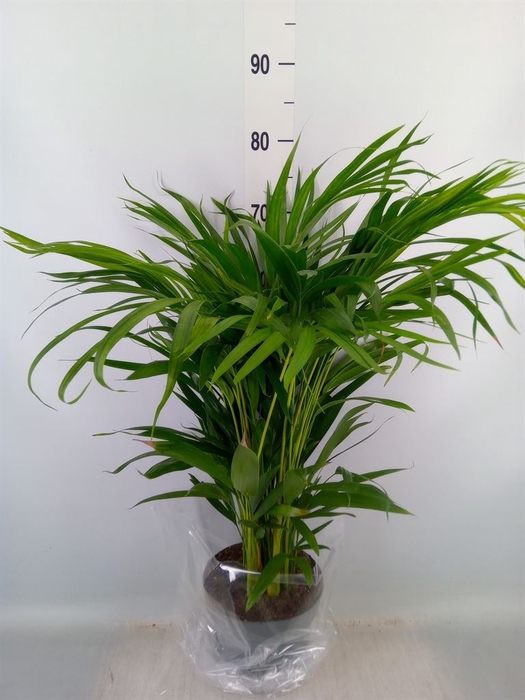 <h4>Dypsis lutescens   ...Chrysalidoca</h4>