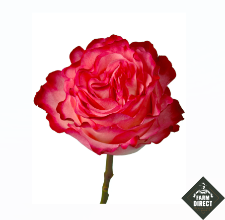 <h4>R GR ENCHANTMENT</h4>