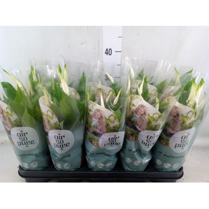 Spathiphyllum  'Bellini'