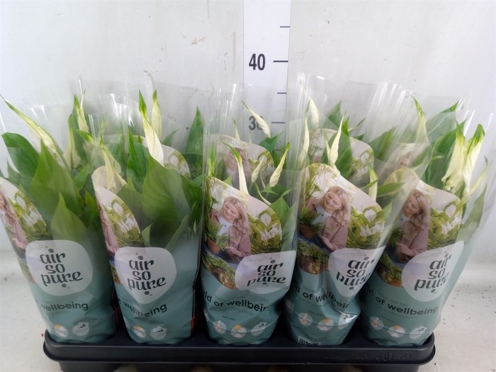 <h4>Spathiphyllum  'Bellini'</h4>