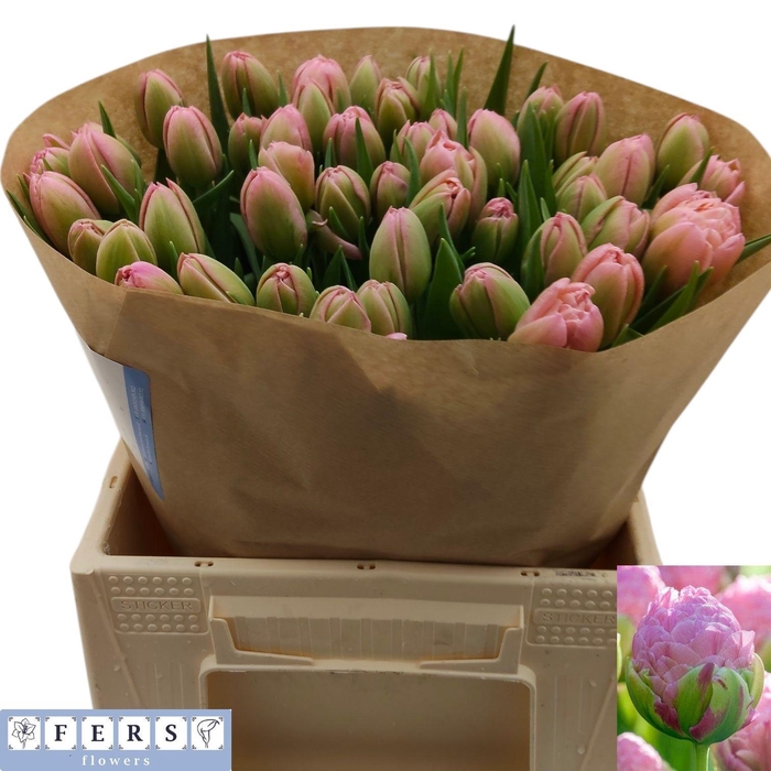 <h4>TU DU STRAWBER CREAM</h4>