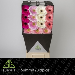 Gerbera Mix 4 kleuren Diamond per kaart