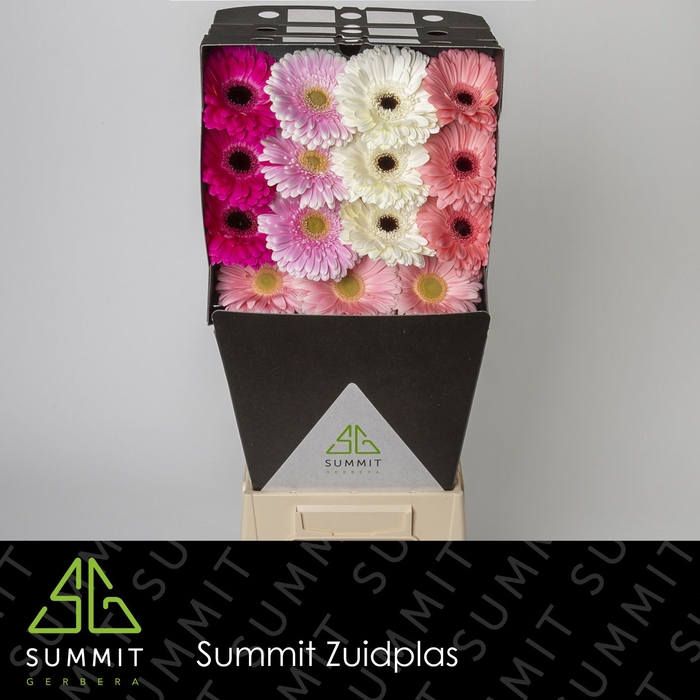 <h4>Gerbera Mix 4 kleuren Diamond per kaart</h4>