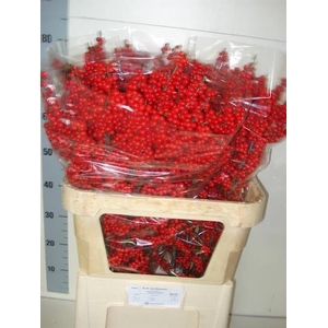 Ilex Vert Berry Red 80cm DA Klaveren