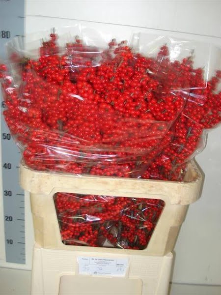 <h4>Ilex Vert Berry Red 80cm DA Klaveren</h4>