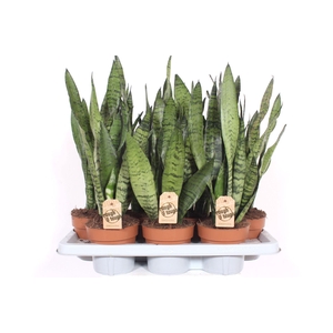 Sansevieria zeylanica