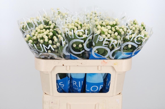 <h4>Hyp Coco Uno</h4>