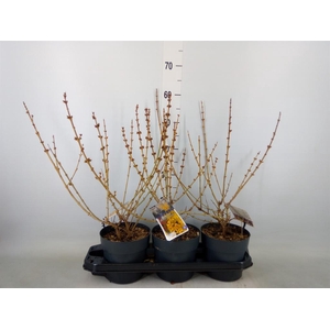 Forsythia intermedia