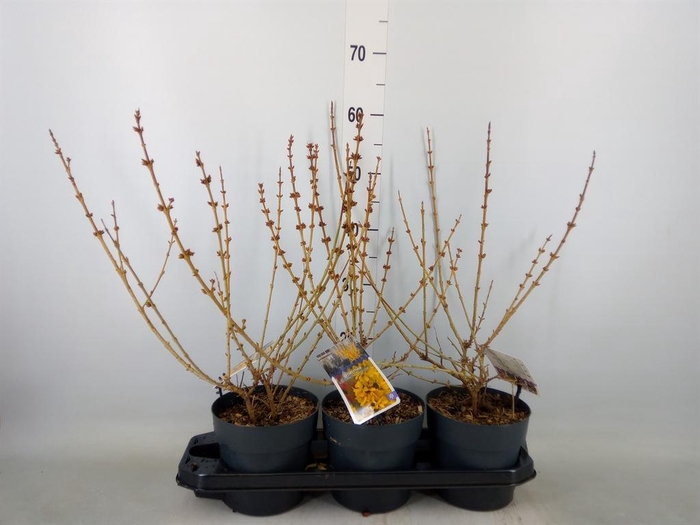 <h4>Forsythia intermedia</h4>