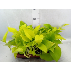 Epipremnum pinn. 'Golden Pothos'