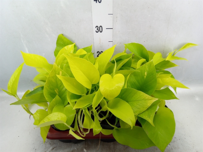 <h4>Epipremnum pinn. 'Golden Pothos'</h4>