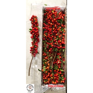 MALUS RED SENTINEL