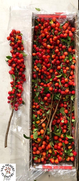 <h4>MALUS RED SENTINEL</h4>