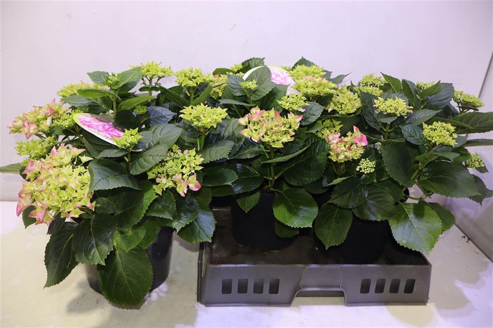 <h4>Hydr M Early</h4>