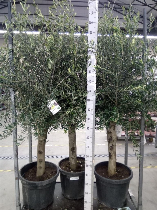 <h4>Olea europaea</h4>