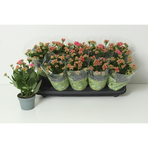 KAL GE PERFECTA PURP