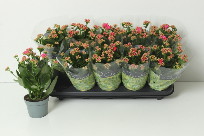 <h4>KAL GE PERFECTA PURP</h4>