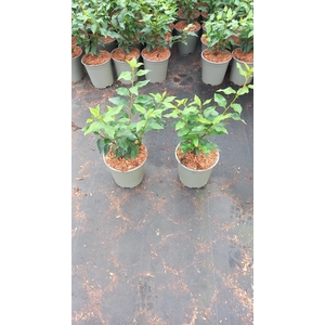 Prunus lus. 'Angustifolia'
