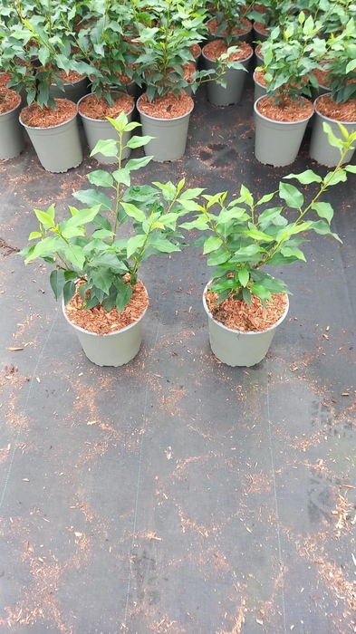 <h4>Prunus lus. 'Angustifolia'</h4>