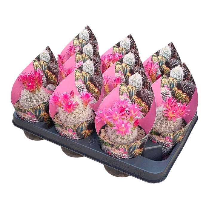 CACTUS OV