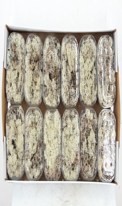 <h4>Moss Icelandic Natural Box</h4>