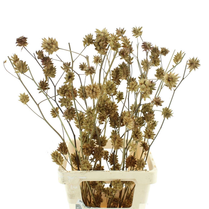 <h4>Glycyrrh Yunnanen Zd 7+ Bal</h4>