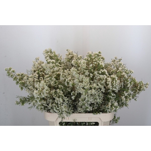 Chamelaucium Blizzard