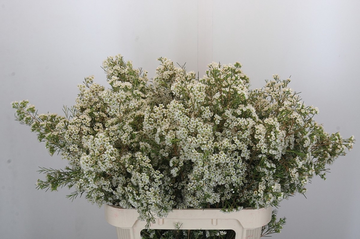 <h4>Chamelaucium Blizzard</h4>
