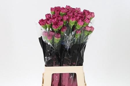 <h4>Di St Bernard</h4>