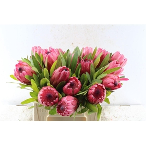 Protea Red Ice