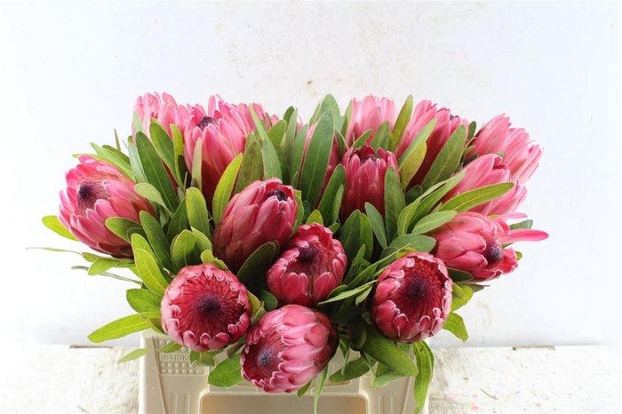 <h4>Protea Red Ice</h4>