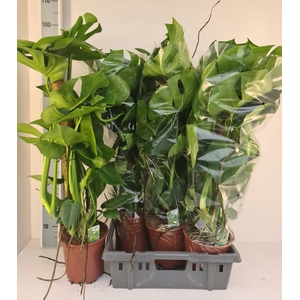 MONSTERA DELICIOSA
