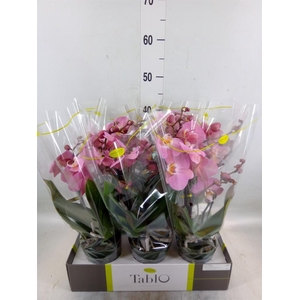 Phalaenopsis   ...rose