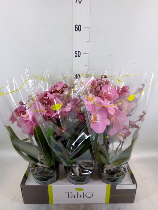 <h4>Phalaenopsis   ...rose</h4>