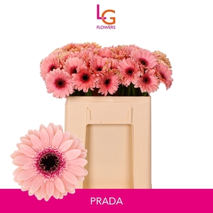GERBERA MI 'PRADA'
