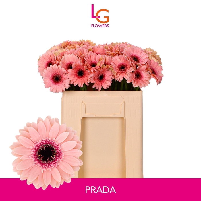<h4>GERBERA MI 'PRADA'</h4>