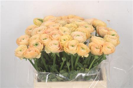 <h4>Ran Su Tuareg</h4>