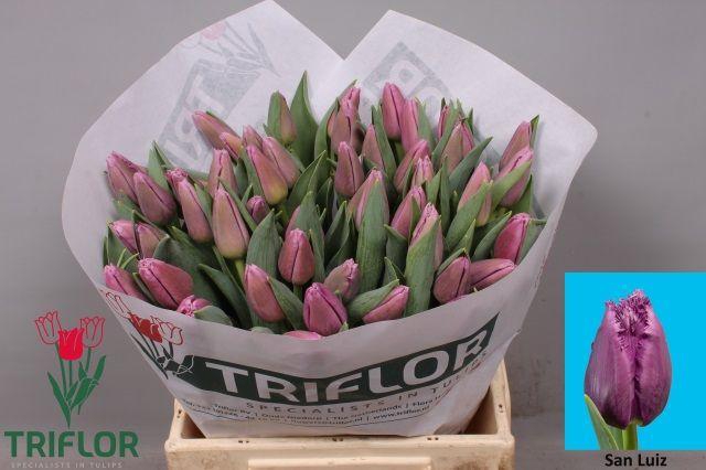 <h4>TU FR SAN LUIZ</h4>