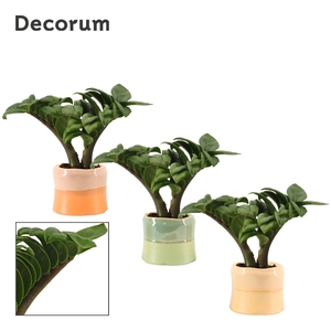 Zamioculcas Zenzi V-leaf 6 cm, 2 veren in Evita (Craft world-col