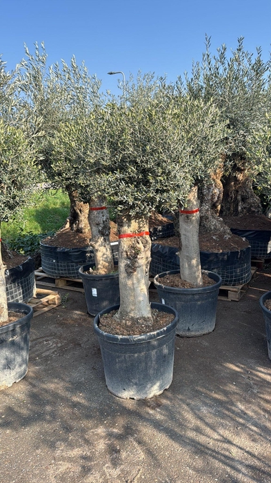 <h4>OLEA EUROPAEA</h4>