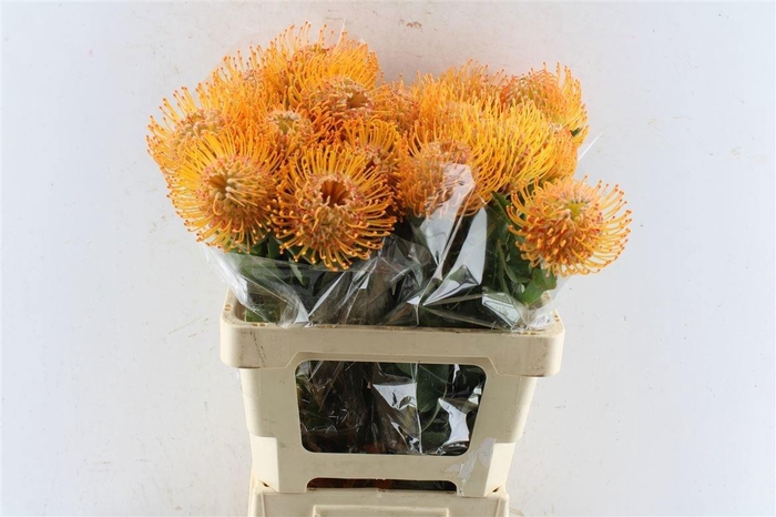 <h4>Leuco Soleil</h4>